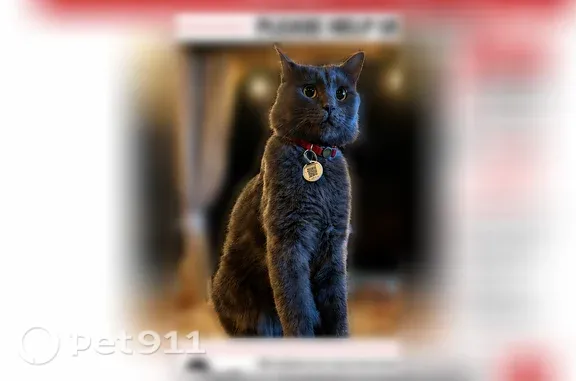 Missing cat Beverly, photo: Lost cat, Story Avenue, 22, Beverly - gray color, big eyes