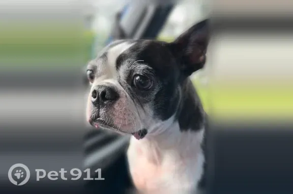 Lost dog, Thompson Street, Sumner - friendly Boston Terrier, 11 years old - photo