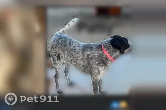 Lost dog, 7 Bar Trail, 948, Chino Valley - female, large gray dog with white spots - photo