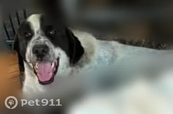 Lost dog, M A Perkins Trailway, 1001, Chino Valley - shy but very friendly - photo