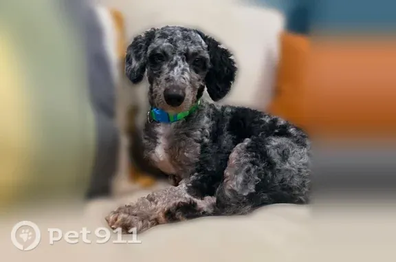 Lost dog, Revolution Court, Delaware, Philadelphia - male Bernadoodle, slipped his collar - photo