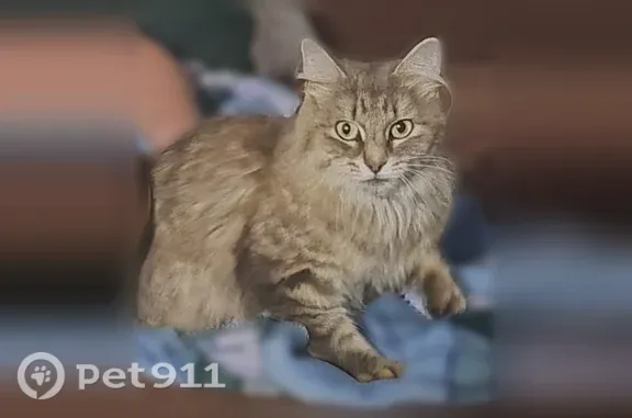 Missing cat Phenix City, photo: Lost cat, 28th Street, 1443, Phenix City — female, about 5 years old