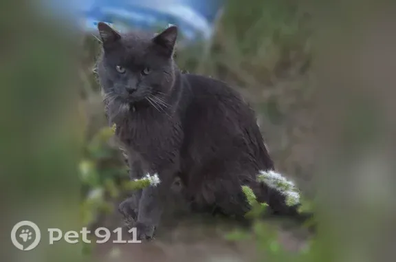 Lost cat, Park Street, 307, Gaston - male, grey, short-haired - photo