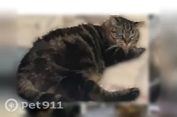 Lost cat, Falcon Drive, 24, Elmira — male, fixed and declawed - photo