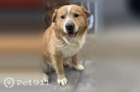 Lost dog, North Highland Street, 888, Memphis — went missing with another dog - photo