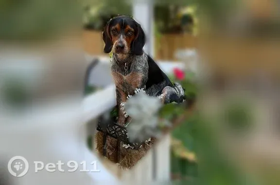 Lost dog, Squire Lane, 724, Marion, Saltville — male neutered - photo