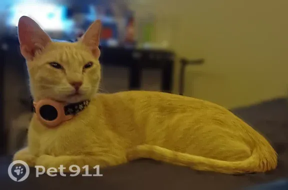 Lost cat, North Country Club Drive, 1415, Mesa - orange short-haired, very friendly - photo