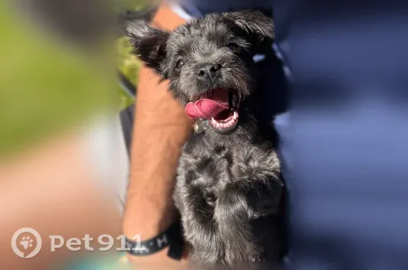 Lost dog, Royal Dornoch Drive, 3568, Eagle Mountain - female, super small, all black, with a bell on her collar - photo