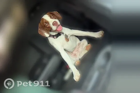 Lost dog, Riverwind Drive, Pearl - female - white with brown spots - photo