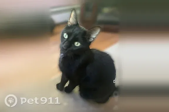 Lost cat, Mowry Street, 95, Burrillville, Harrisville — male, skinny, black cat - photo