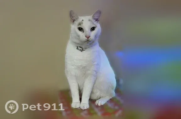 Lost cat, Peachtree Road, 392, Lexington - answers to Jagger, extremely friendly - photo