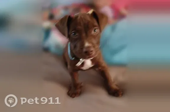 Lost dog, Barnett Chapel Pvt Drive, 1053, Hartselle - male, purple collar - photo