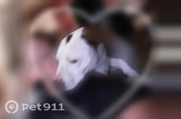Missing dog Amarillo, photo: Lost dog, South Bowie Street, 1507, Amarillo - female