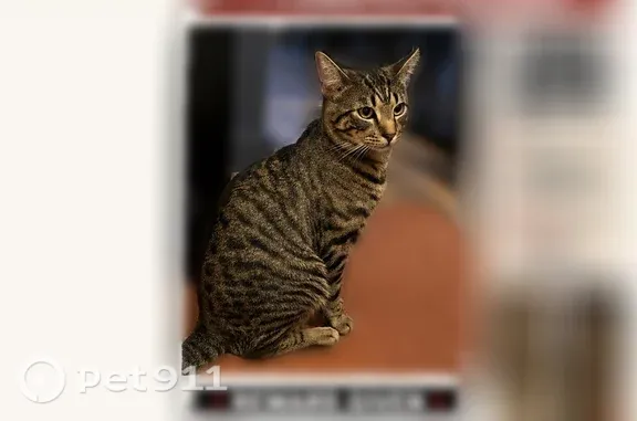 Lost cat, Dongan Avenue, 81-06, Manhattan — male, green-yellow eyes - photo