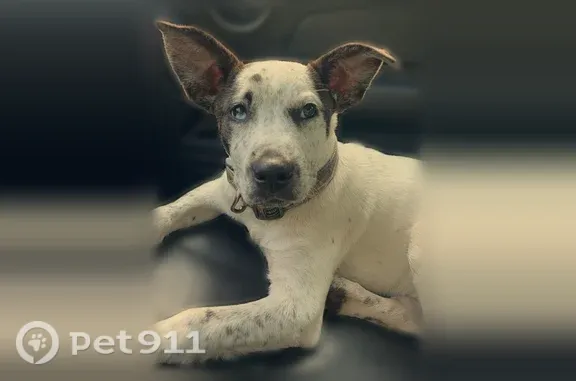 Lost dog, Paul Barnes Road, Pace - white with black spots and brindle ears - photo