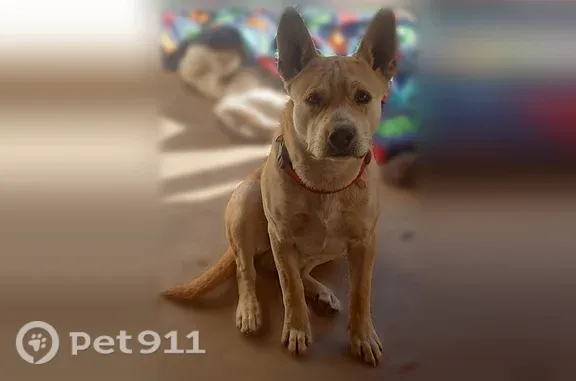 Lost dog, Cascabel, Arizona, Willow Canyon - medium-sized yellow-orange short-haired male - photo