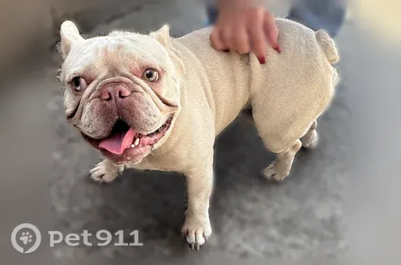 Found pets Austin, photo: Found dog, Lipes Boulevard, 7533, Corpus Christi - running around a school