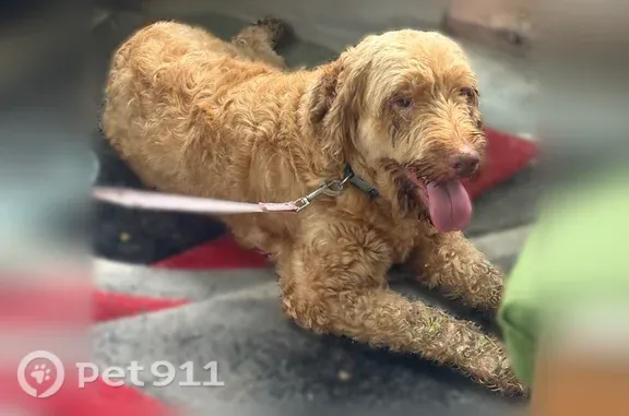 Found dog Margate, photo: Found dog, Boynton Beach, Florida, Margate - female golden doodle