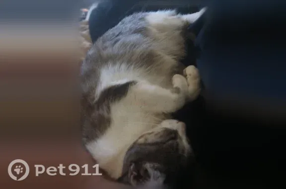 Missing cat Columbus, photo: Lost cat, 15th Avenue, 1603, Columbus - female, grey and white fur