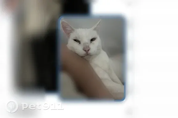 Missing cat Long Beach, photo: Lost cat, East 10th Street, 4400, Long Beach — male, all white, green eyes