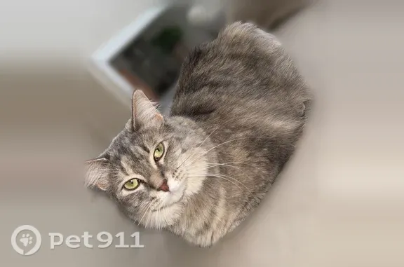 Missing cat Fargo, photo: Lost cat, 59th Avenue South, 6066, Fargo - grey calico, black collar with silver rhinestones