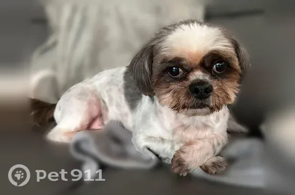 Lost dog, Interstate 4, 117, Lake Helen - male Shih Tzu, white and gray - photo
