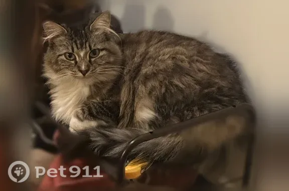 Missing cat Los Angeles, photo: Lost cat, North Avenue 47, 1526, Los Angeles, Los Angeles — female, easy to pick up