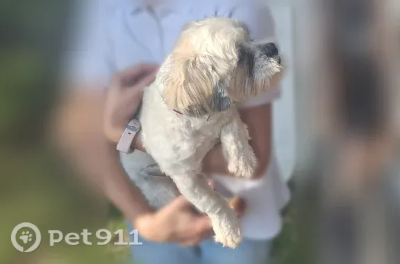Found pets Atlanta, photo: Found dog, Macon, Georgia, Atlanta — 2 small male dogs