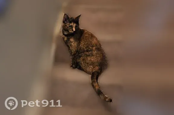 Lost cat, Kentfield Street Southwest, 1700, Wyoming — female, shy, 2 years old - photo