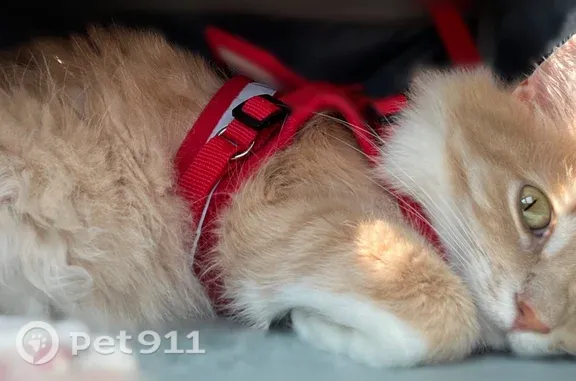 Missing cat Westhampton, photo: Lost cat, Southampton Road, 266, Westhampton - orange and white, medium-length hair