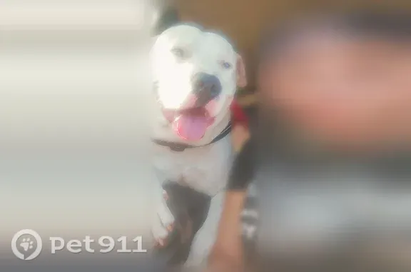 White withbblack spots . He doesn't have a collar on but maybe he did. He has 2 lightning bolt looking scars on his right side by his eye and face like on his forehead. He has a big hickey mouse spot on his backside close to his butt and some of his lower back his ears ha e soome spots the sides has lil ones he gets some dot looking spots on his face. His lips are black his teeth look like fangs . He has bright clear blue eyes almost like moonstone psychic like. He's muscular built. Tall pitbull with dogo argentino mix. He looks mean but he's really sweet . He won't bite maybe unless he senses you will hurt him. He barks cus he doesn't know u if your a stranger walking by. He's real friendly and has nice big pretty smiles . He has them puppy dog eyes that will ha e you come to tears if you dont share your food with him. I miss my dog dearly I had him for 2 years when he was a puppy. He's attached to me so since he hasn't been home I think someone got him or he's slacking up with some female dog. He's a good dad that likes to check up o. His babies in town or on the east side. Lot his adventure he never came back home to eat or even see me. I started to get worried. This happened after the hail storm. It's been like 3 weeks now. He's fast and wo tet you cat h him unless he wants to be caught. The dog catches cant contain him its says on there sights of northeast lost n found. Please give me a call if u see him (.816)259-8103 he left northeast off n. Topping ave off at John.