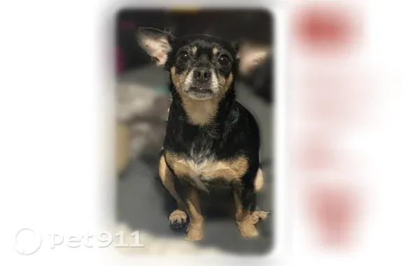 Lost dog, Military Road South, 16260, SeaTac - female, black with brown markings - photo