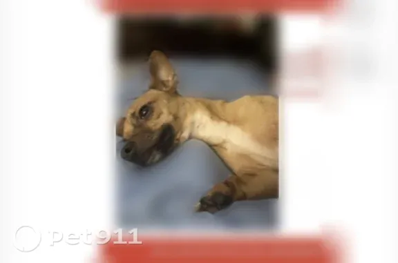 Lost dog, Reading Road, 5525, Rosenberg - male, no collar - photo