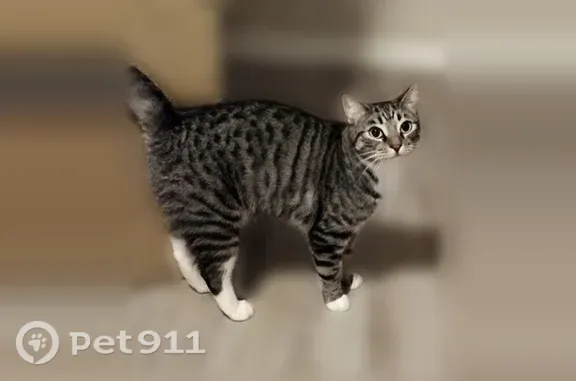 Lost cat, North 68th Street, 4800, Scottsdale - tabby with white boots - photo