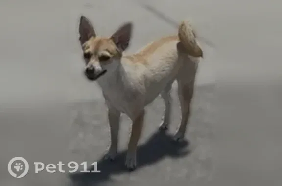 Lost dog, Benhill Avenue, 24081, Lomita - brown - photo