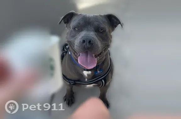 Lost dog, North East Street, 1265, Webb City - male Pitbull with a blue collar - photo