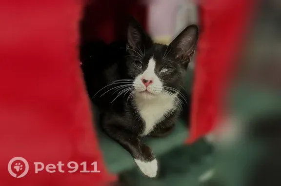 Lost cat, Elizabeth Street, 1111, Baldwin — foggy eye due to blindness - photo