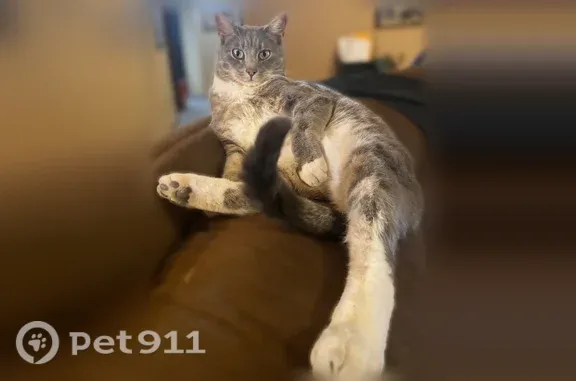 Lost pets Farmers Branch, photo: Lost cat, Tierra Vista Drive, 136, Farmers Branch - friendly gray and white male