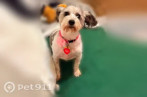 Lost dog, Durham Way, 442, Foley - female, pink harness and leash - photo