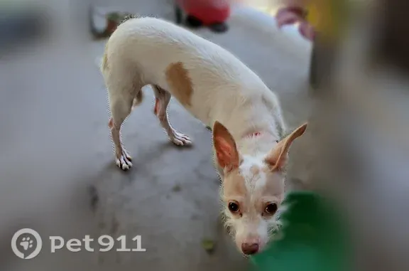 Found pets San Antonio, photo: Found dog, San Antonio, Texas - female wearing red collar