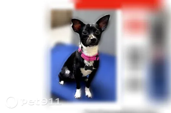 Lost pets Fort Collins, photo: Lost dog, South Iowa Avenue, 4905, Loveland, Fort Collins — female, hot pink collar
