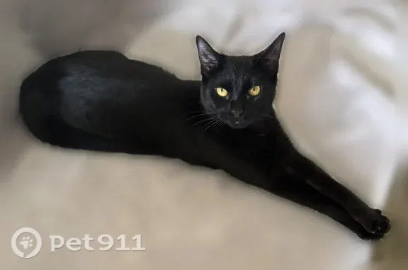 Lost cat, Summer Kitchen Way, 3838, Lilburn — female, small, markings under gold/yellow eyes - photo