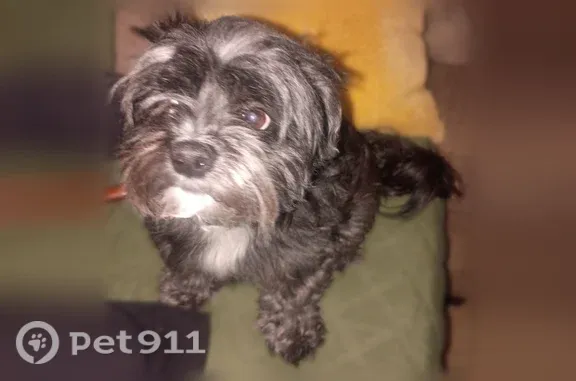 Lost dog, Legion Boulevard West, Owensboro - black, grey, and white, red collar - photo