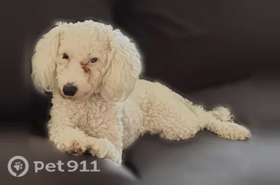 Lost dog, Oregon Avenue Southwest, 2111, Wyoming — female, white - photo