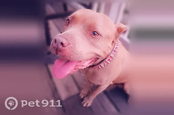 Missing dog East Chicago, photo: Lost dog, East Chicago, Indiana, Cincinnati - female — all brown pitbull with golden brown eyes