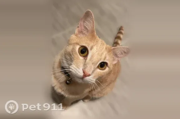 Lost pets Omaha, photo: Lost cat, North Yukon Avenue, 3780, Sioux Falls, Omaha — male, light orange, 10 months old