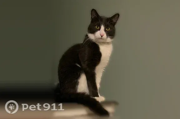Lost pets Revere, photo: Lost cat, Lincoln Avenue, 492, Saugus, Revere - white belly and nose