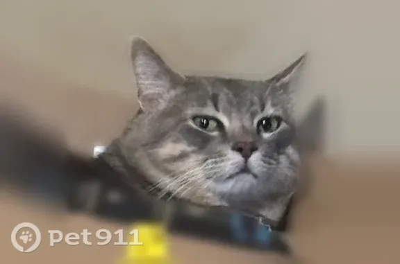 Lost cat, Atwells Avenue, Providence, East Providence — chunky gray male - photo