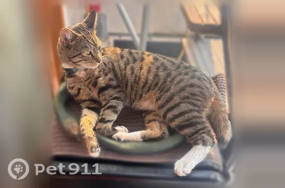 Lost pets Seattle, photo: Lost cat, 13th Avenue West, 4031, Seattle - male