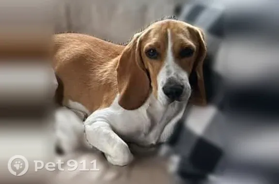 Lost dog, Lake Heather Drive, Tampa — male beagle basset mix - photo